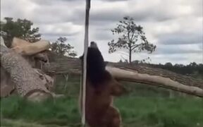 Bear Enjoying A Street Pole - Animals - VIDEOTIME.COM