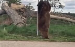 Bear Enjoying A Street Pole