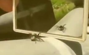 Fooling A Spider Using A Mirror - Animals - VIDEOTIME.COM