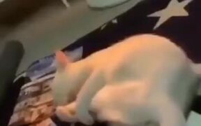 White Cat Has A Rogue Foot