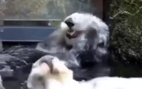 Otter Enjoying Water - Animals - VIDEOTIME.COM