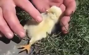 How To Make A Chick Sleep