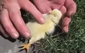 How To Make A Chick Sleep