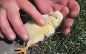 How To Make A Chick Sleep - Animals - VIDEOTIME.COM