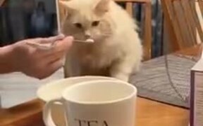 Cat's Epic Reaction To Ice-Cream - Animals - VIDEOTIME.COM