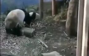 Pandas Are Easily Startled