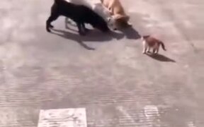 One Cat Vs Three Dogs