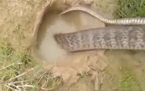 Using A Snake To Catch Fish
