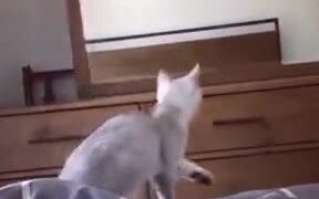 Cat Using A Mirror To Check Beauty