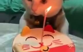 How To Celebrate A Cat's Birthday