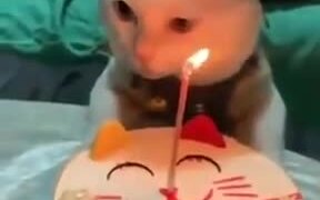 How To Celebrate A Cat's Birthday - Animals - VIDEOTIME.COM