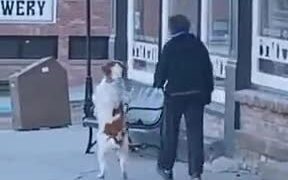 Dog Loves To Walk On Two Legs - Animals - VIDEOTIME.COM