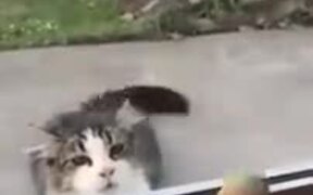 Parrot Trolling A Cat - Animals - VIDEOTIME.COM