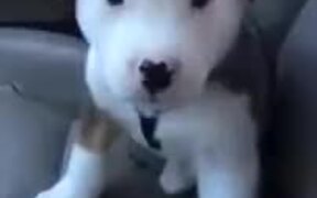 Cute Little Furball Annoyed By Hiccups - Animals - VIDEOTIME.COM