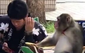 Monkey Sharing Secrets With A Human - Animals - VIDEOTIME.COM