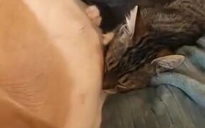 Kittens Have A Pitbull Mother - Animals - VIDEOTIME.COM