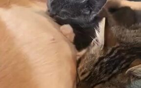 Kittens Have A Pitbull Mother