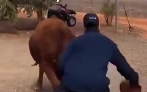 Man Playing Basketball With A Cow