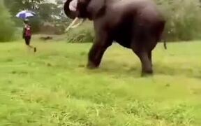 Elephant Dancing With A Human