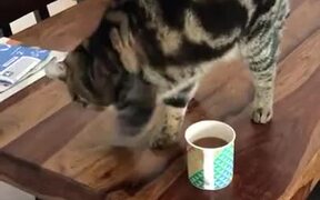 Cat Smelling Coffee And Scratching The Table - Animals - VIDEOTIME.COM