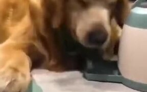 New Food Dispenser For Dog - Animals - VIDEOTIME.COM
