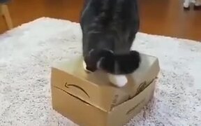 Mean Fat Cat On A Box