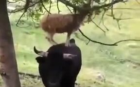 Goats Are Smart As Hell