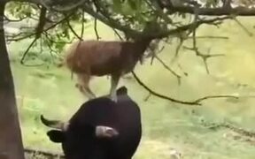 Goats Are Smart As Hell - Animals - VIDEOTIME.COM