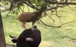 Goats Are Smart As Hell - Animals - VIDEOTIME.COM