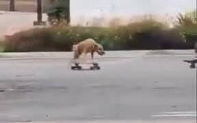 Man Riding A Skateboard With Dog