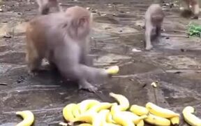 Banana Distribution To Monkeys - Animals - VIDEOTIME.COM