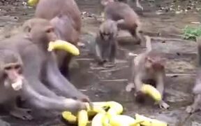 Banana Distribution To Monkeys