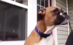 Dog Making Alien Face - Animals - VIDEOTIME.COM