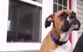 Dog Making Alien Face - Animals - VIDEOTIME.COM