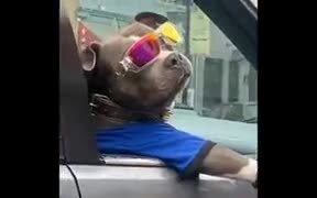 Coolest Dog On This Earth - Animals - VIDEOTIME.COM