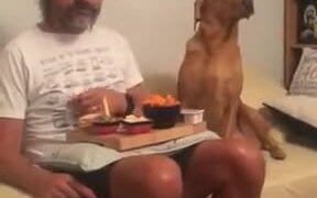 A Dog With An Ego Problem - Animals - VIDEOTIME.COM
