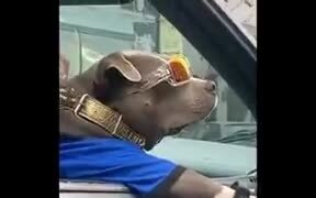 Coolest Dog On This Earth