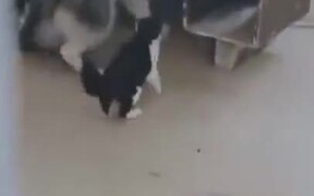 Cat Bullying Husky