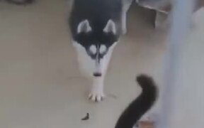 Cat Bullying Husky - Animals - VIDEOTIME.COM