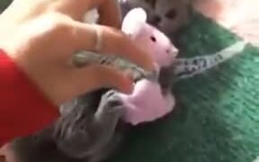 A Possessive Kitten - Animals - VIDEOTIME.COM