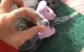A Possessive Kitten