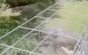 How To Surprise Your Friend - Animals - VIDEOTIME.COM