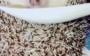 Hedgehog Awaken By Food