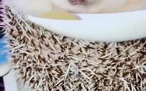 Hedgehog Awaken By Food