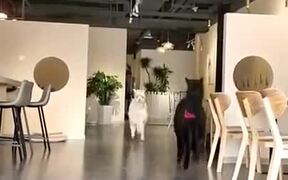 Yin And Yan Ikea - Animals - VIDEOTIME.COM