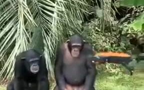 Chimps Operating A Drone - Animals - VIDEOTIME.COM