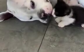 Dog Being Gentle With A Kitten