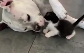 Dog Being Gentle With A Kitten - Animals - VIDEOTIME.COM