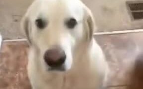 When Your Dog Understands Every Word You Say - Animals - VIDEOTIME.COM