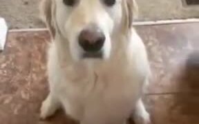 When Your Dog Understands Every Word You Say